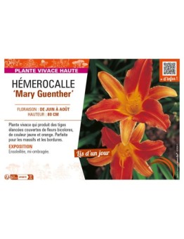 HEMEROCALLIS Mary Guenther