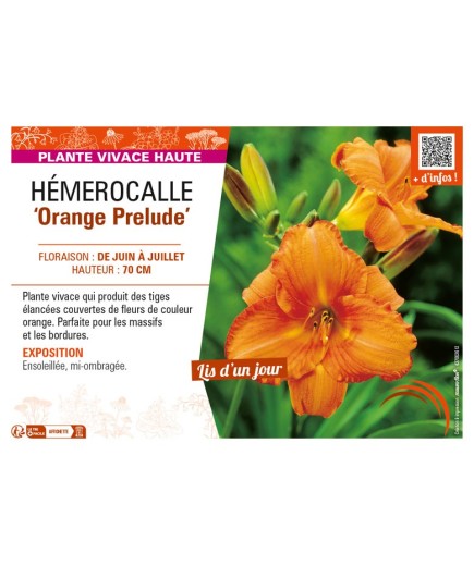 HEMEROCALLIS Orange Prelude