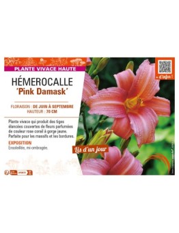 HEMEROCALLIS Pink Damask