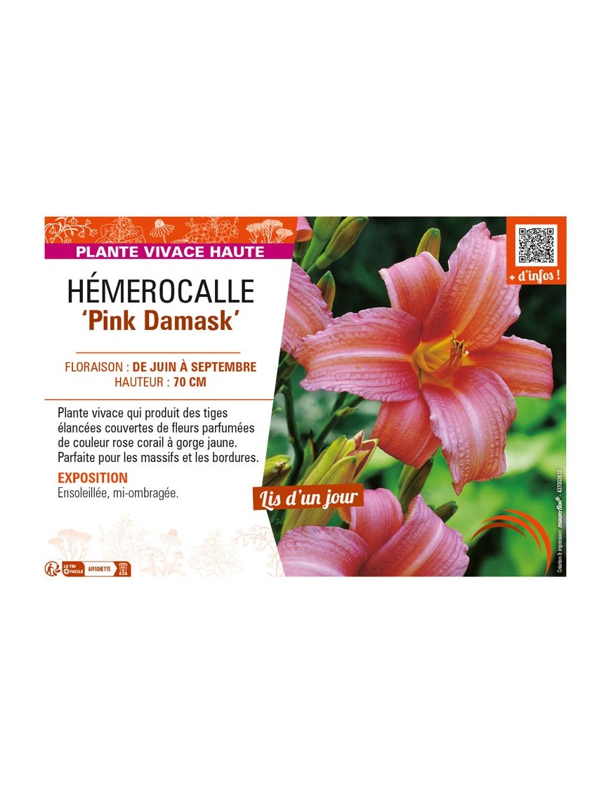 HEMEROCALLIS Pink Damask