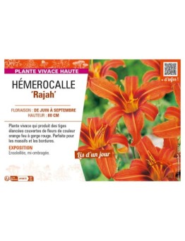 HEMEROCALLIS Rajah