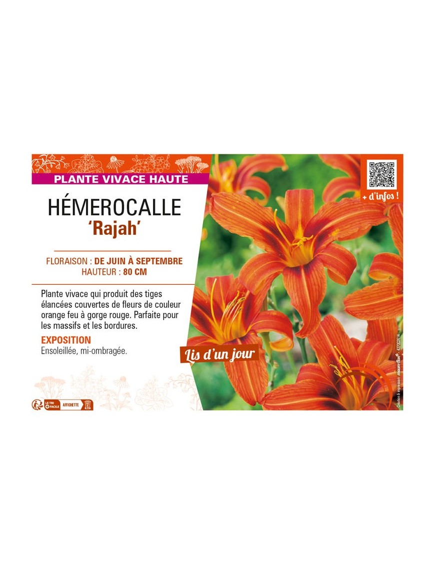 HEMEROCALLIS Rajah
