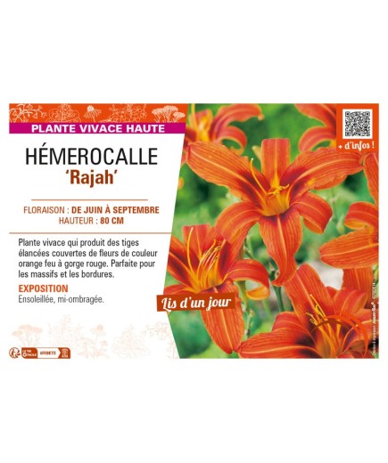HEMEROCALLIS Rajah
