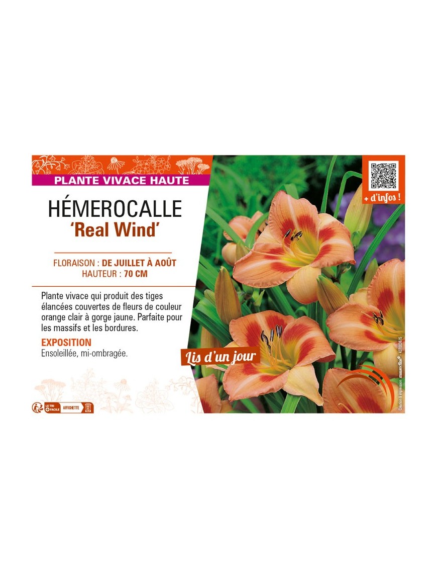 HEMEROCALLIS Real Wind