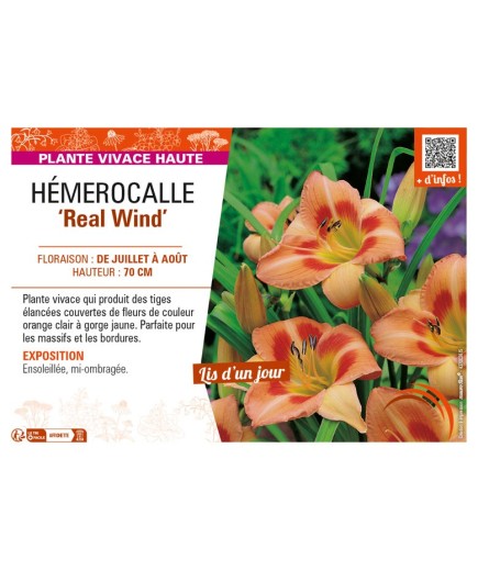 HEMEROCALLIS Real Wind