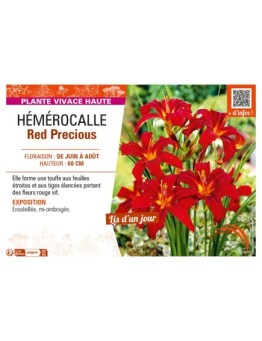 HEMEROCALLIS RED PRECIOUS