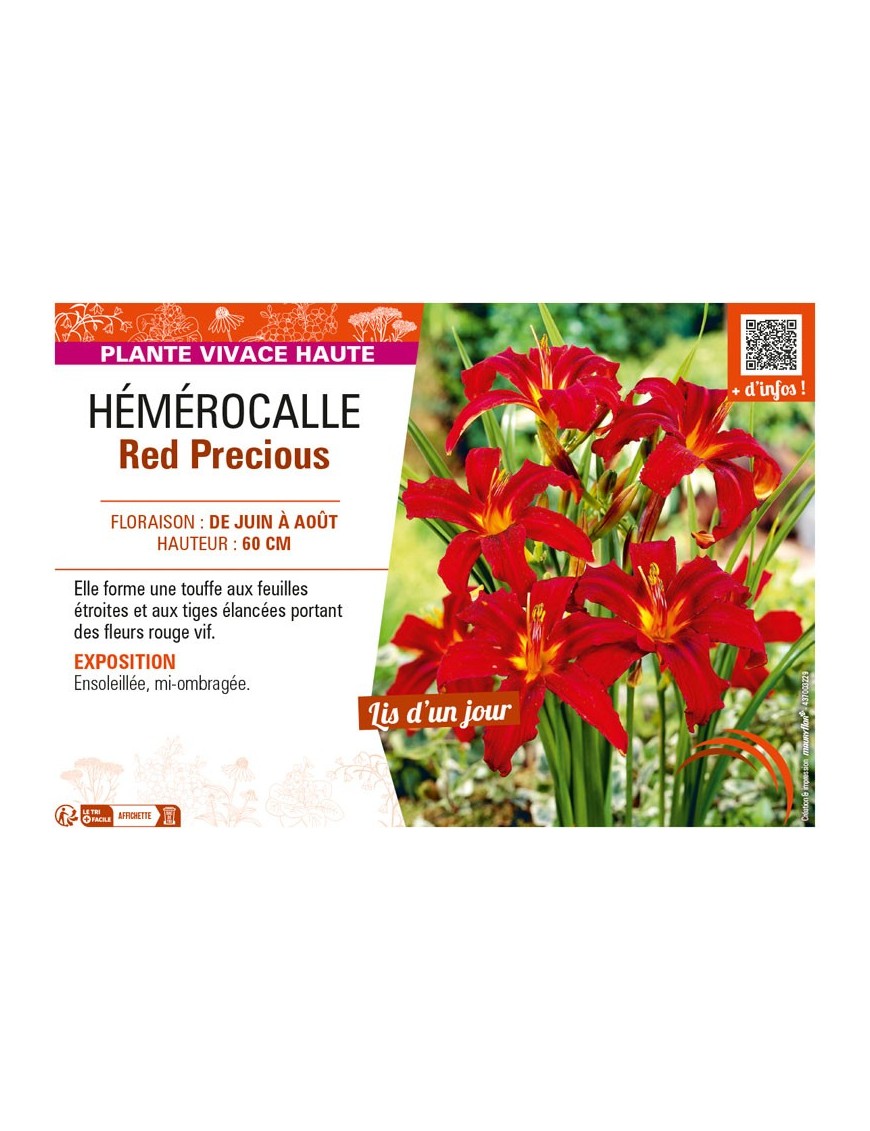 HEMEROCALLIS RED PRECIOUS