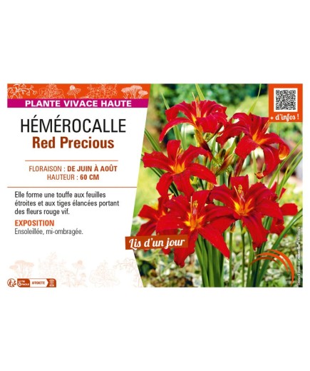 HEMEROCALLIS RED PRECIOUS