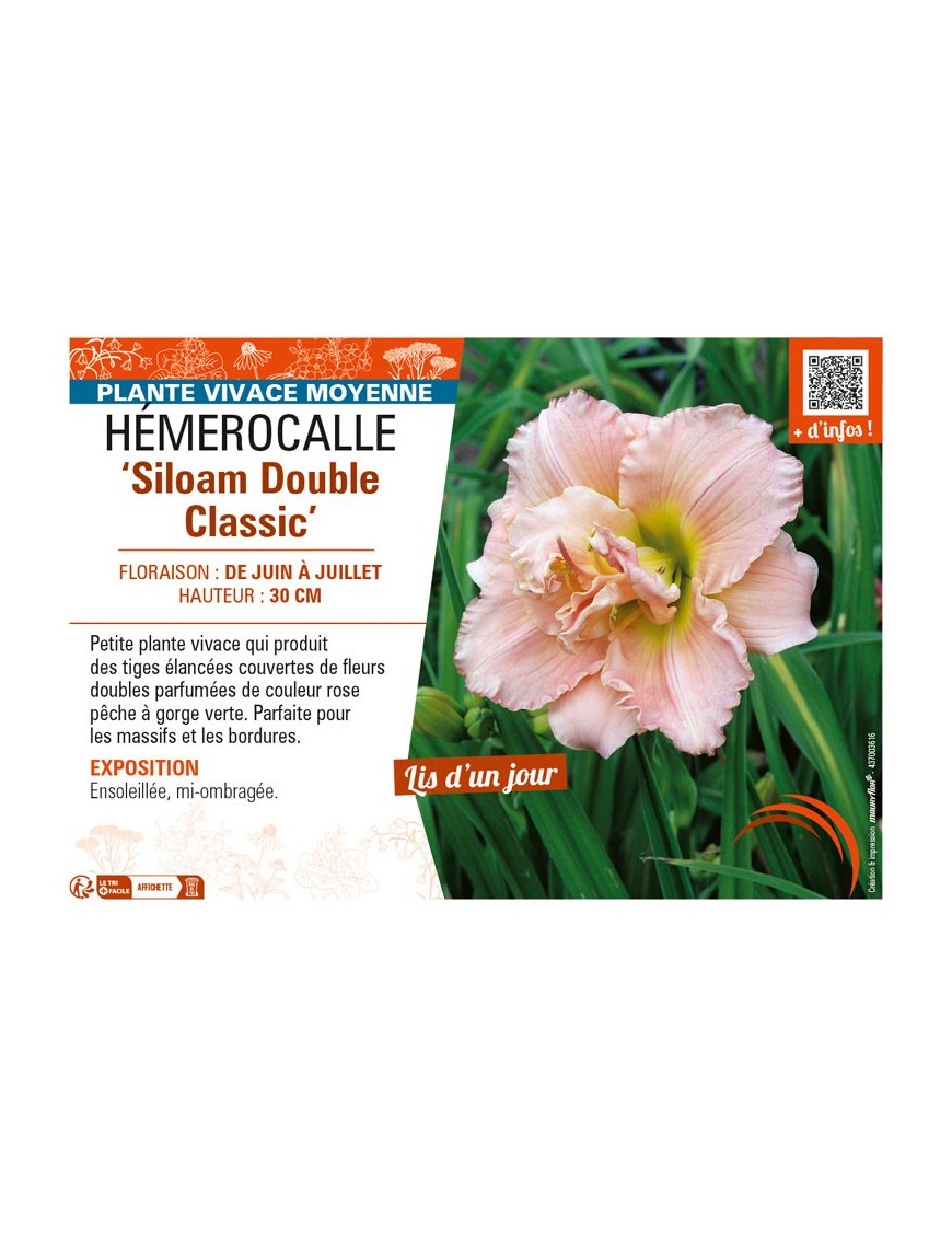 HEMEROCALLIS Siloam Double Classic