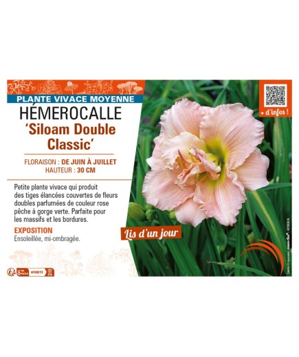 HEMEROCALLIS Siloam Double Classic