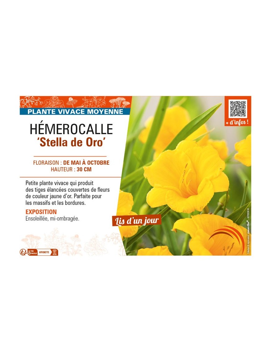 HEMEROCALLIS Stella de Oro