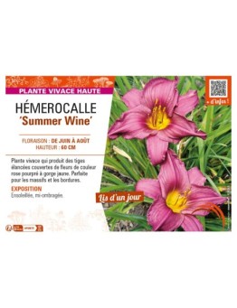 HEMEROCALLIS Summer Wine