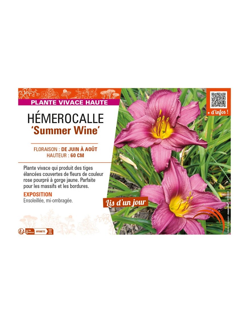 HEMEROCALLIS Summer Wine