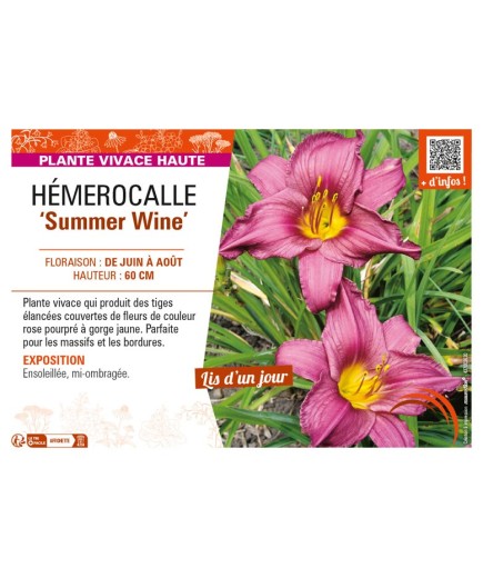 HEMEROCALLIS Summer Wine
