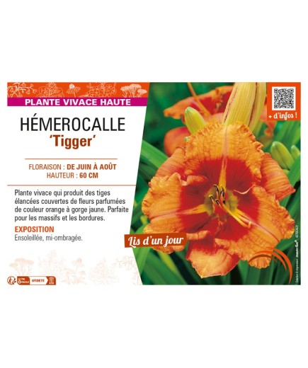 HEMEROCALLIS Tigger