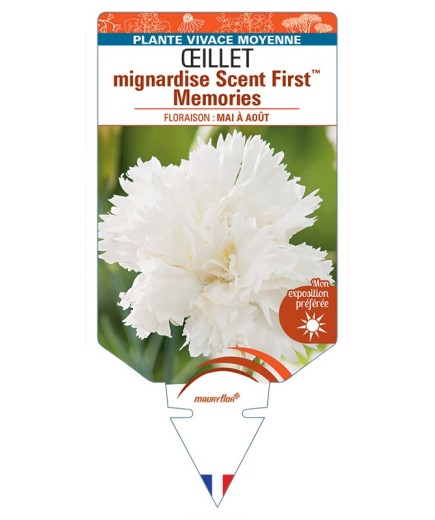 DIANTHUS plumarius Scent FirstTM Memories voir Œillet mignardise