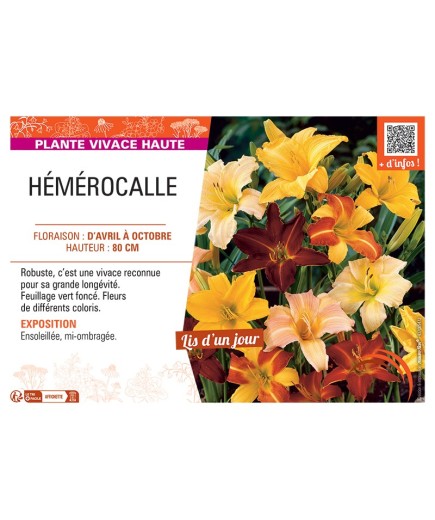 HEMEROCALLIS VARIE