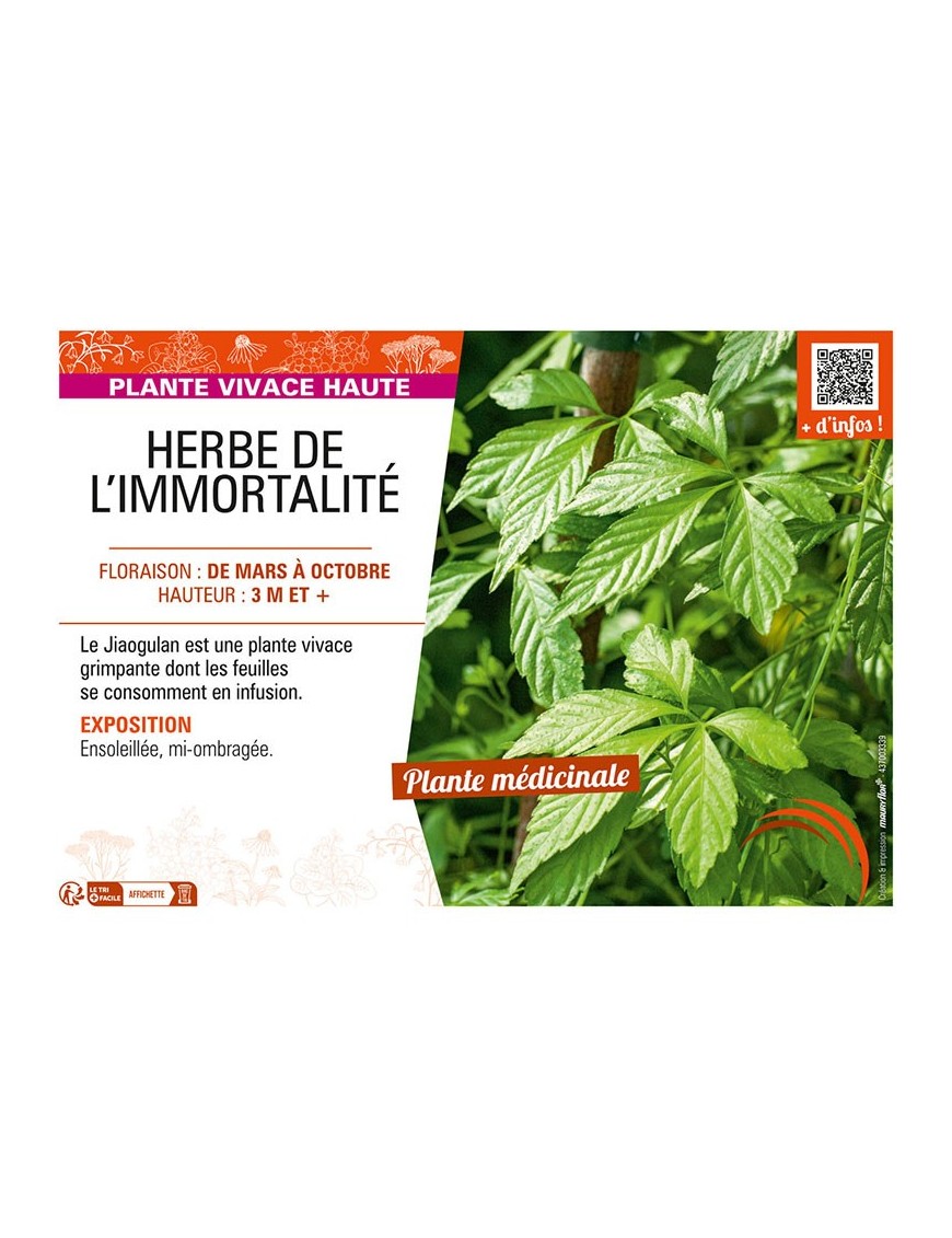 HERBE DE L’IMMORTALITÉ