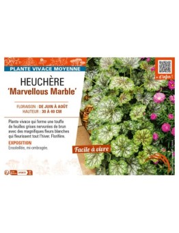 HEUCHERA (americana) Marvellous Marble