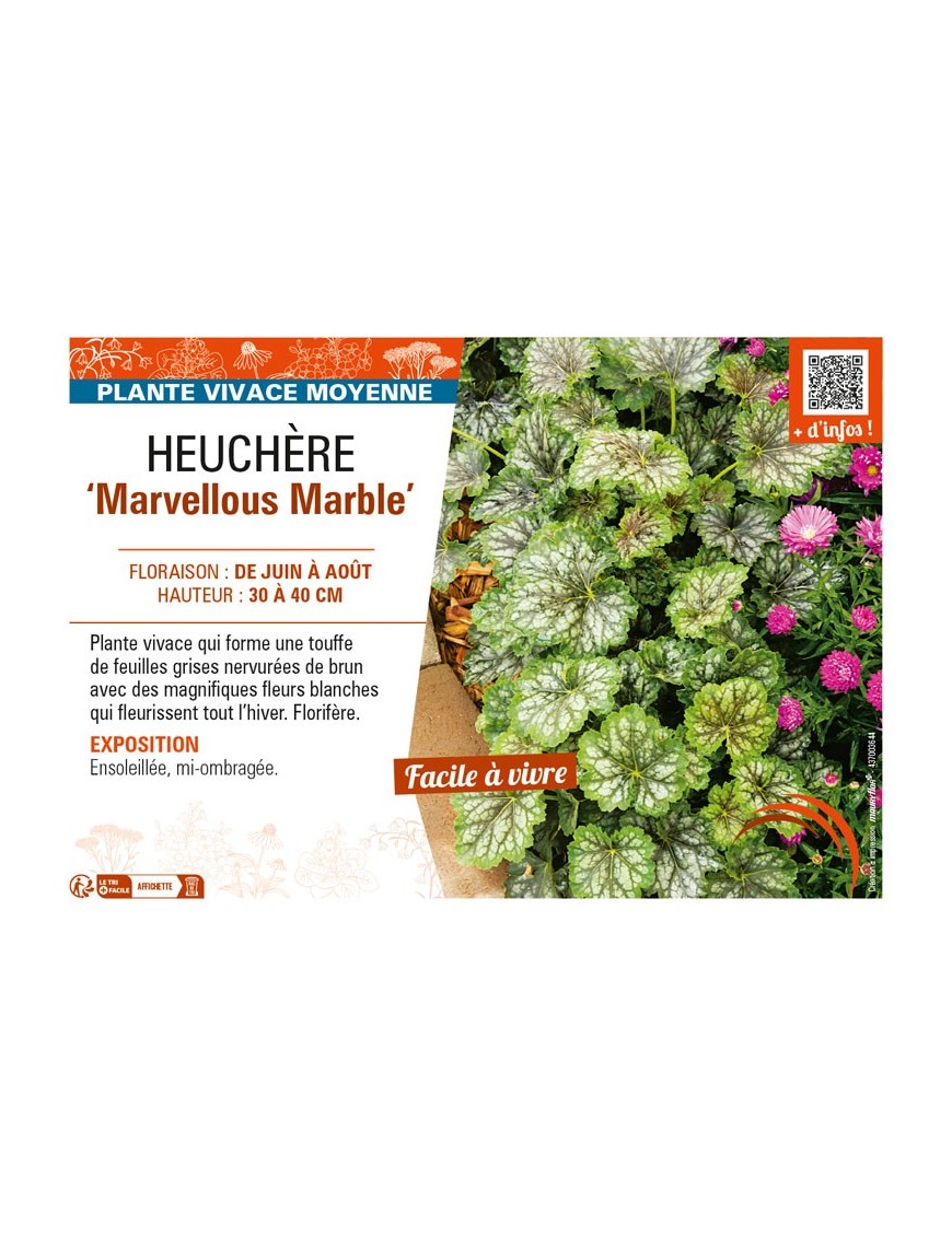 HEUCHERA (americana) Marvellous Marble