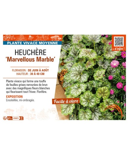 HEUCHERA (americana) Marvellous Marble