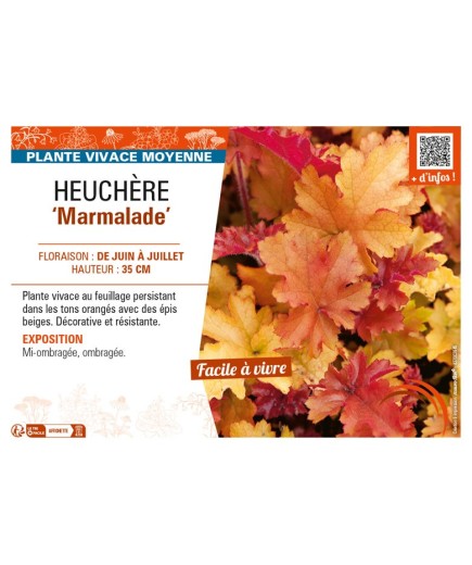 HEUCHERA (micrantha) Marmalade