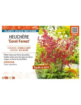 HEUCHERA (sanguinea) Coral Forest