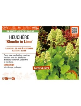 HEUCHERA (x hybrida) Blondie in Lime