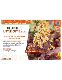 HEUCHERA (x hybrida) LITTLE CUTIE Blondie