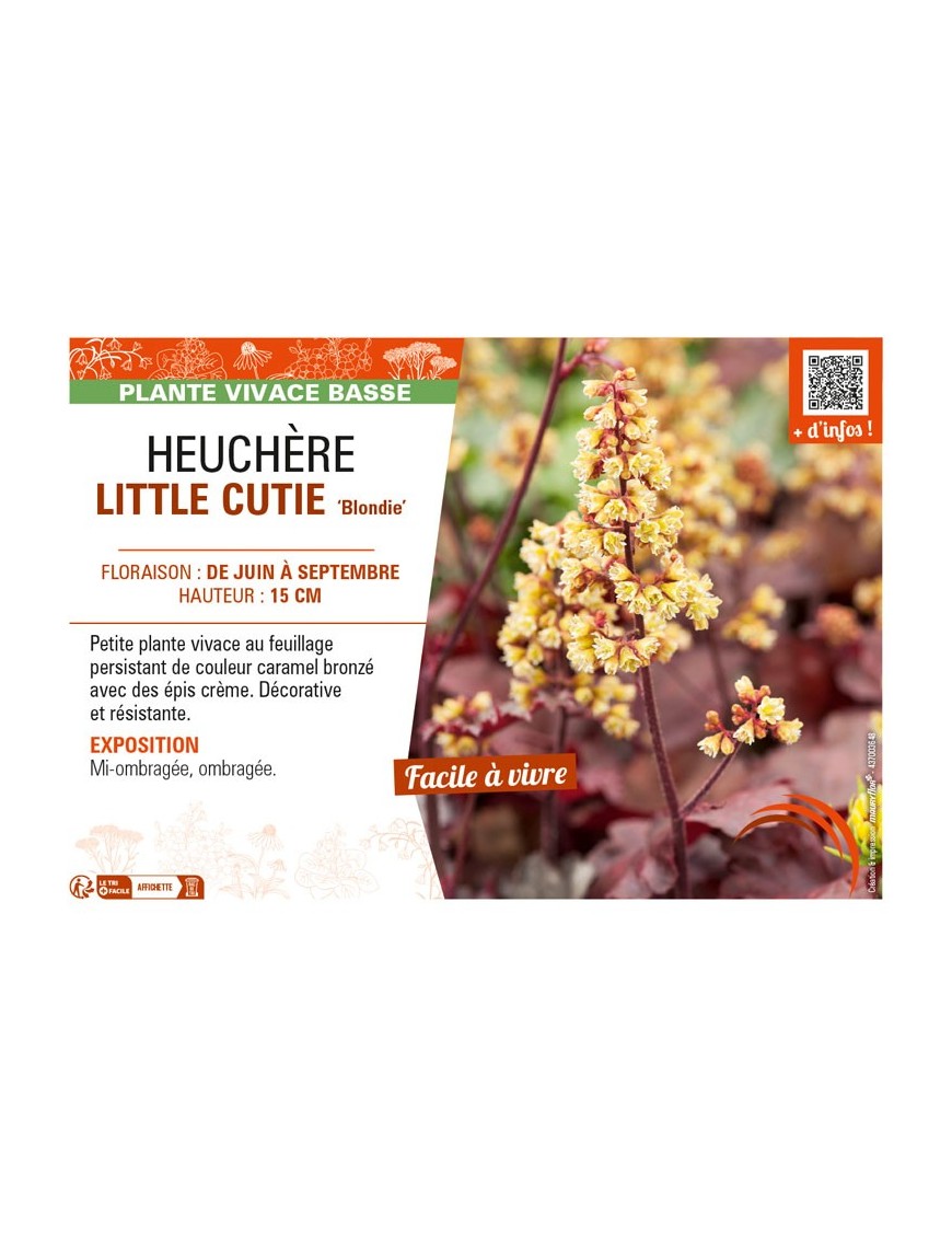 HEUCHERA (x hybrida) LITTLE CUTIE Blondie