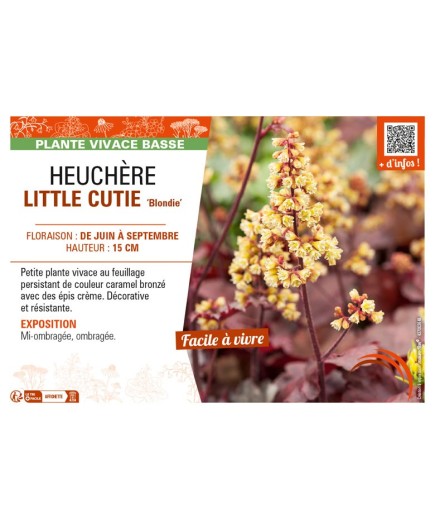 HEUCHERA (x hybrida) LITTLE CUTIE Blondie