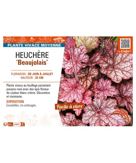 HEUCHERA Beaujolais