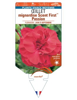 DIANTHUS plumarius Scent FirstTM Passion voir Œillet mignardise