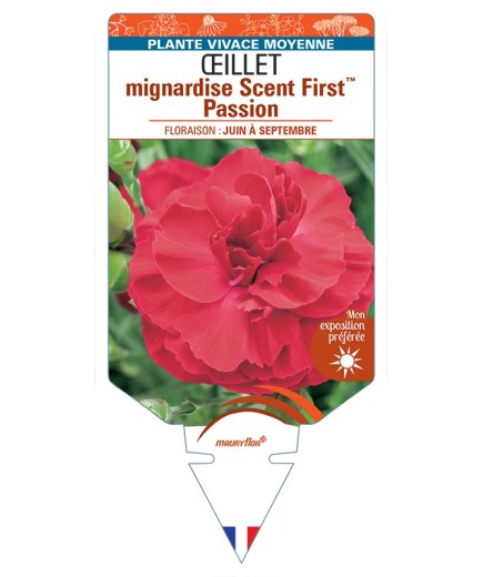 DIANTHUS plumarius Scent FirstTM Passion voir Œillet mignardise