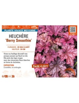 HEUCHERA Berry Smoothie