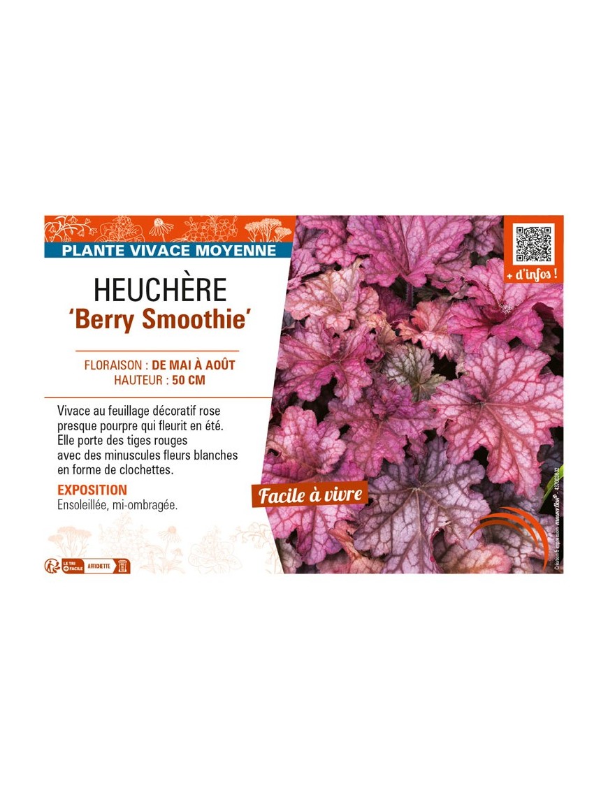HEUCHERA Berry Smoothie