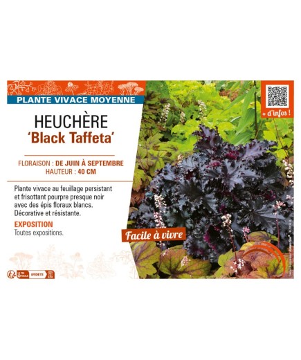 HEUCHERA Black Taffeta
