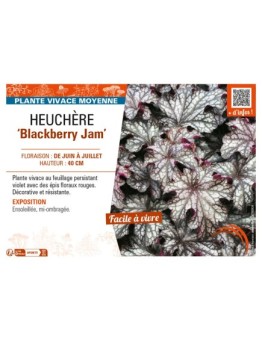 HEUCHERA Blackberry Jam
