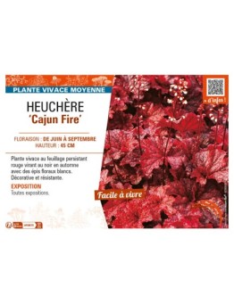 HEUCHERA Cajun Fire