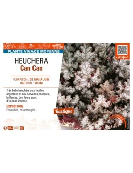 HEUCHERA CAN CAN