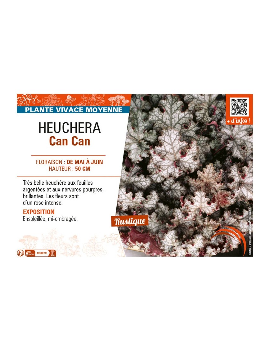 HEUCHERA CAN CAN