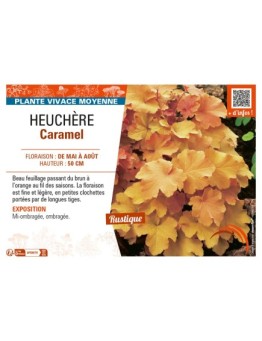 HEUCHERA CARAMEL