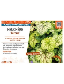 HEUCHERA Circus