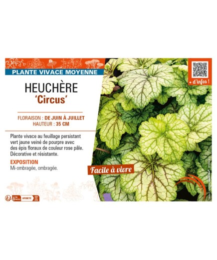 HEUCHERA Circus