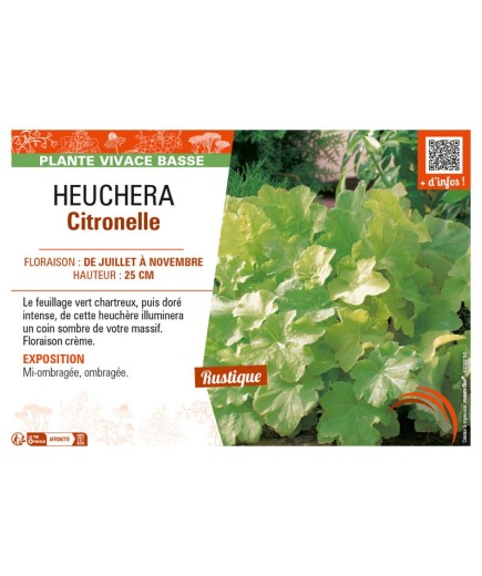 HEUCHERA CITRONNELLE