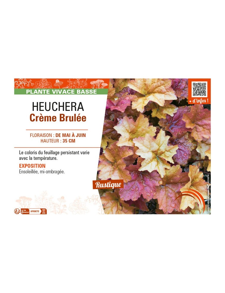 HEUCHERA CRÈME BRULÉE