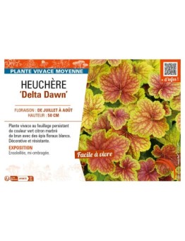HEUCHERA Delta Dawn