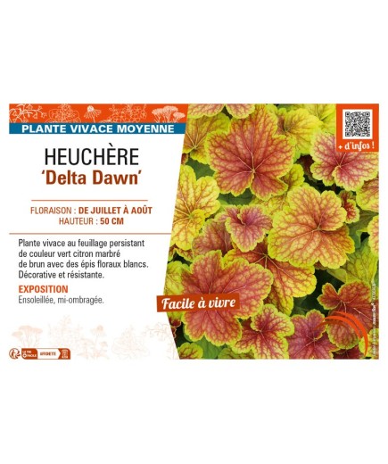 HEUCHERA Delta Dawn
