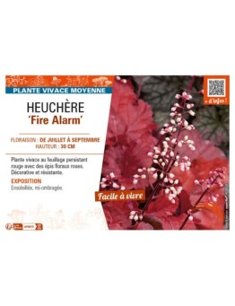 HEUCHERA Fire Alarm