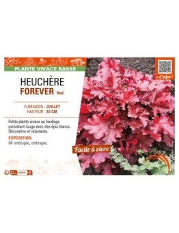 HEUCHERA FOREVER 'Red